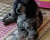Miniature Poodle