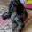 Miniature Poodle