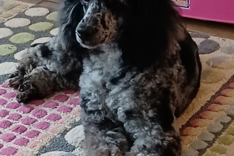 Miniature Poodle