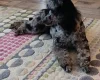 Miniature Poodle
