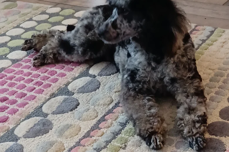 Miniature Poodle