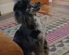 Miniature Poodle