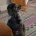 Miniature Poodle