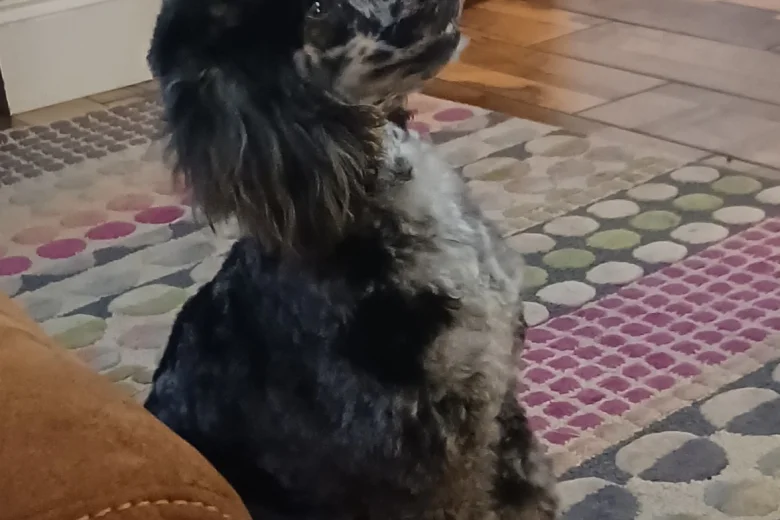 Miniature Poodle