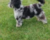 Miniature Poodle