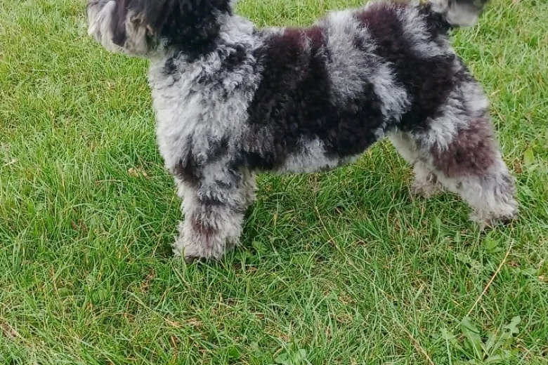 Miniature Poodle