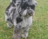 Miniature Poodle