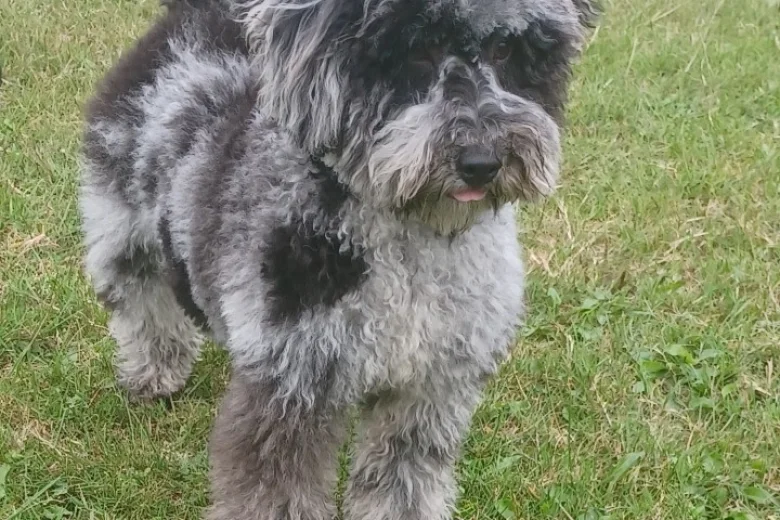 Miniature Poodle