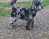 Miniature Poodle