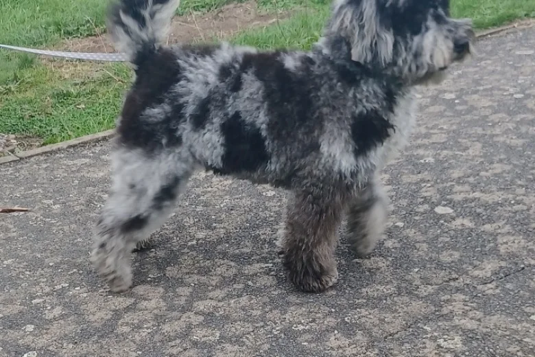 Miniature Poodle