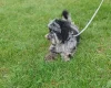 Miniature Poodle
