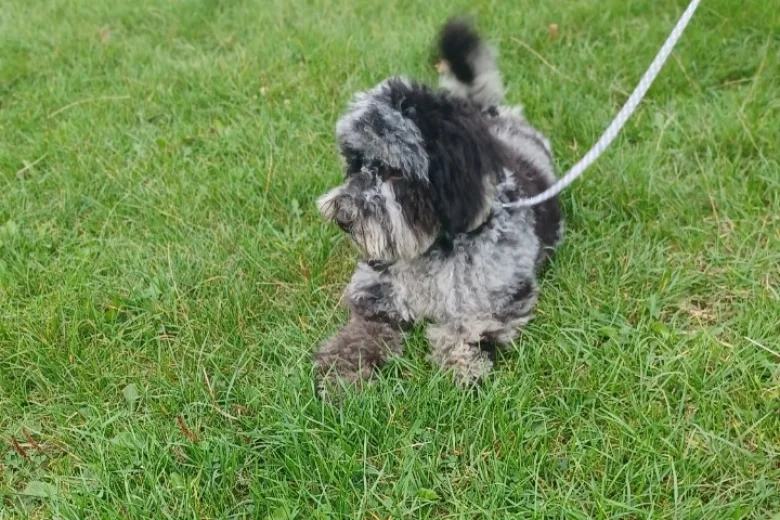 Miniature Poodle