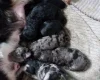 Miniature Poodle