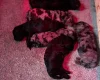 Miniature Poodle