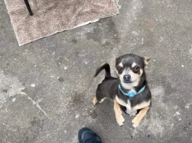 Chihuahua