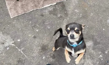 Chihuahua