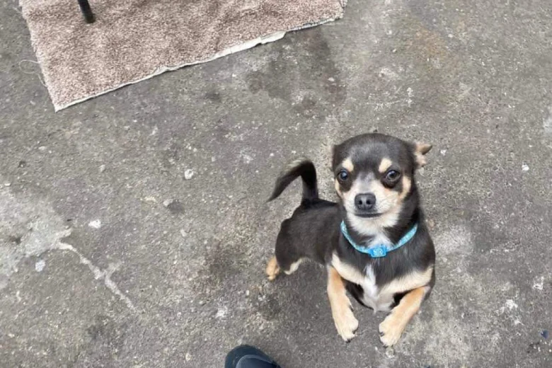 Chihuahua
