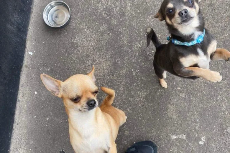 Chihuahua