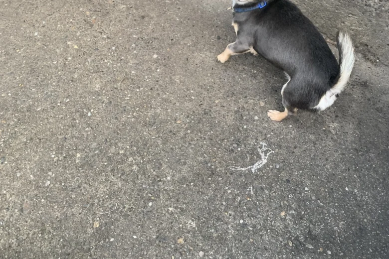Chihuahua