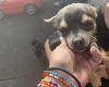 Chihuahua