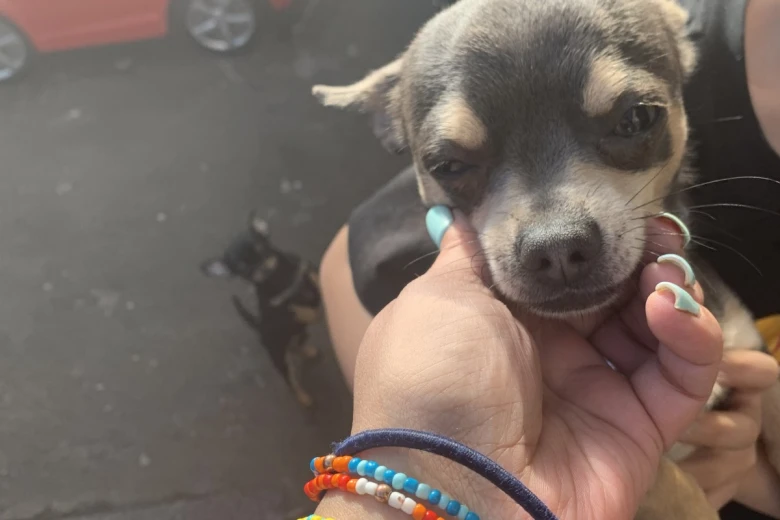 Chihuahua