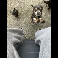 Chihuahua