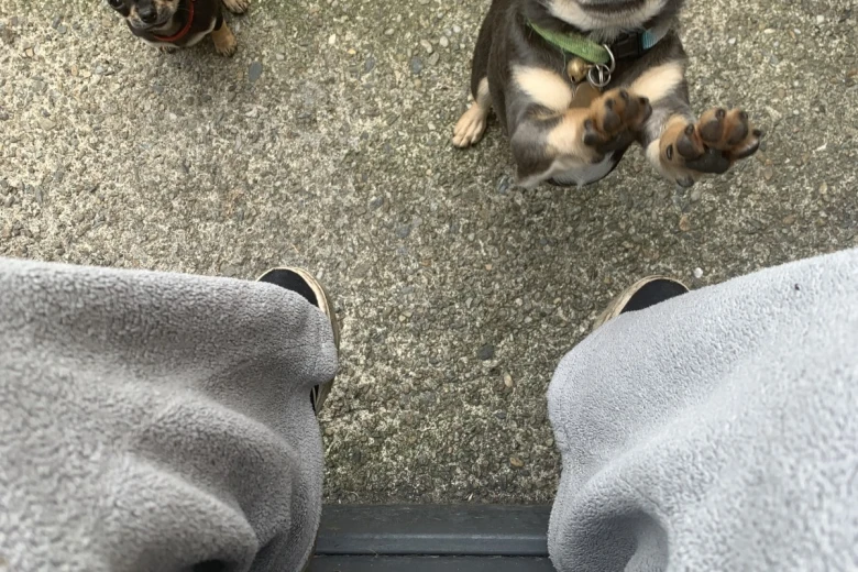 Chihuahua