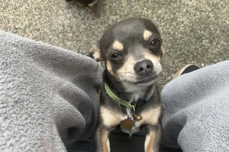 Chihuahua