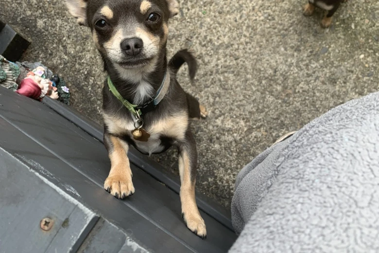 Chihuahua