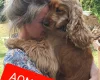 Cocker Spaniel (Show)