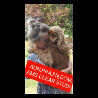 Cocker Spaniel (Show)