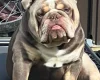 English Bulldog