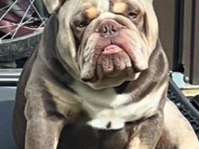 English Bulldog