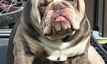 English Bulldog