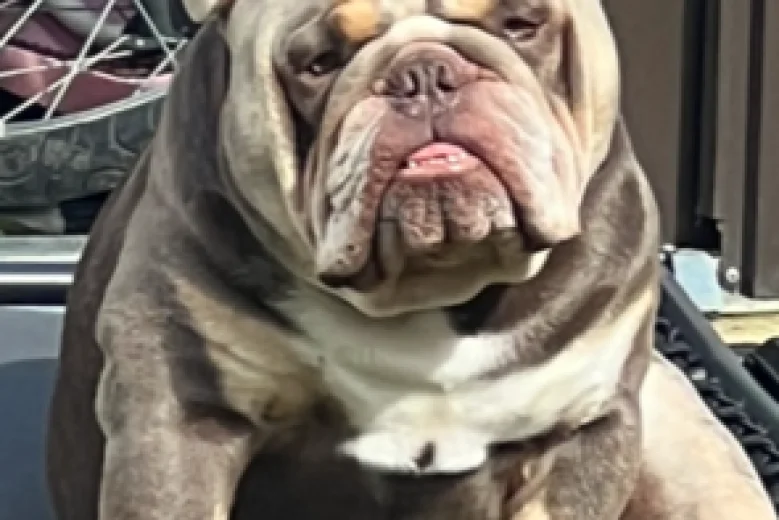 English Bulldog