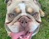 English Bulldog