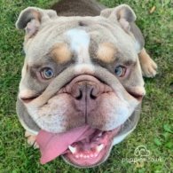 English Bulldog