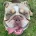 English Bulldog