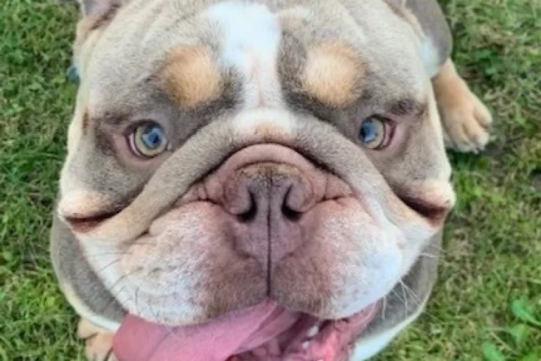 English Bulldog