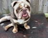 English Bulldog