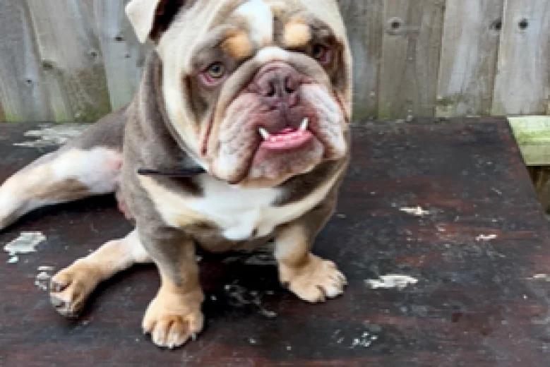 English Bulldog