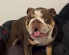 English Bulldog