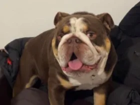 English Bulldog