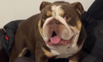 English Bulldog