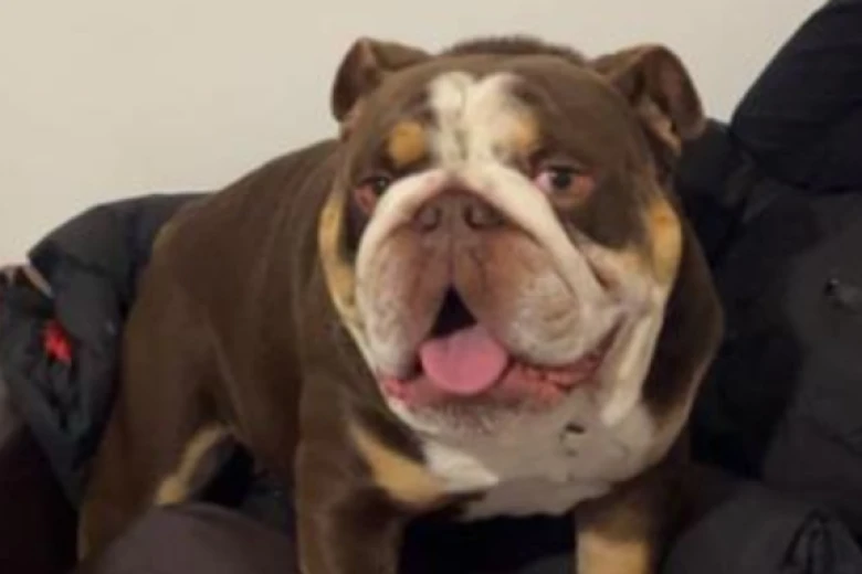 English Bulldog