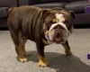 English Bulldog