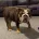 English Bulldog