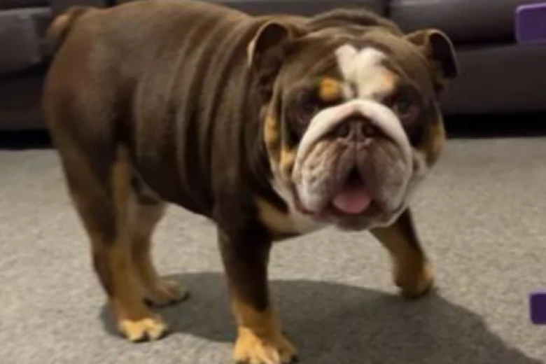 English Bulldog