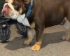English Bulldog