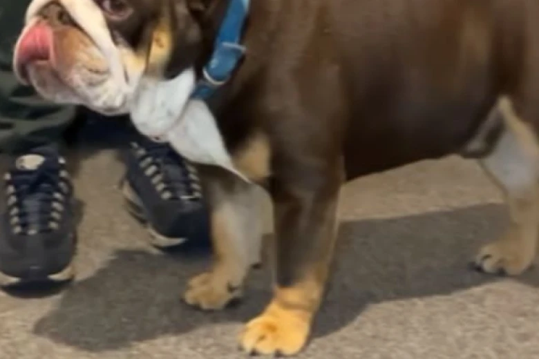 English Bulldog